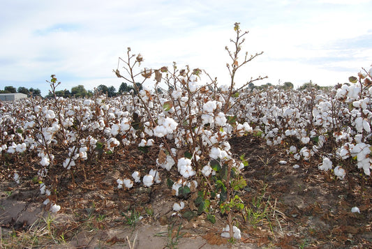 Why organic cotton matters