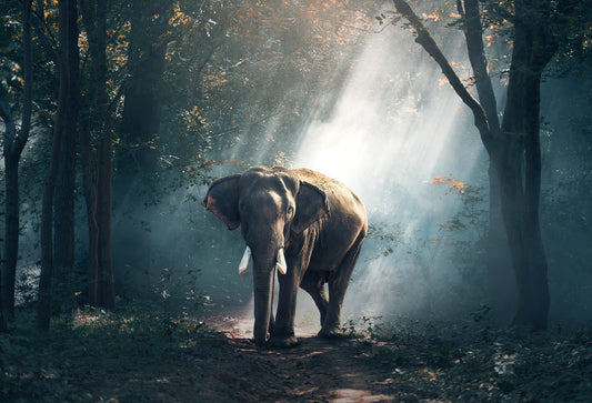 Making a Stand for Wildlife.